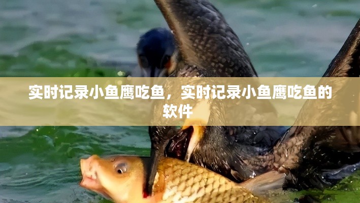 實(shí)時(shí)記錄小魚(yú)鷹吃魚(yú)，實(shí)時(shí)記錄小魚(yú)鷹吃魚(yú)的軟件 