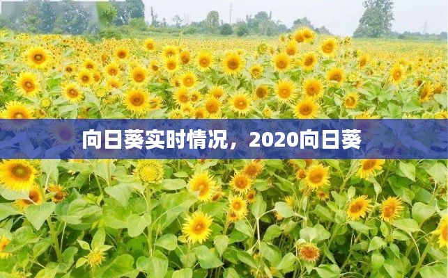 向日葵實時情況，2020向日葵 