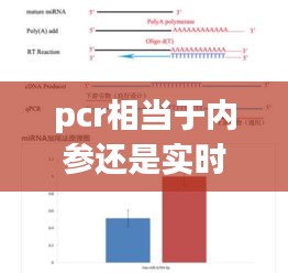 pcr相當于內(nèi)參還是實時定量，pcr內(nèi)參gapdh 