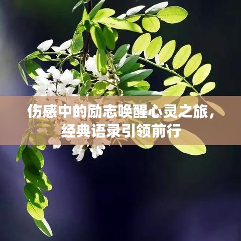 傷感中的勵(lì)志喚醒心靈之旅，經(jīng)典語(yǔ)錄引領(lǐng)前行