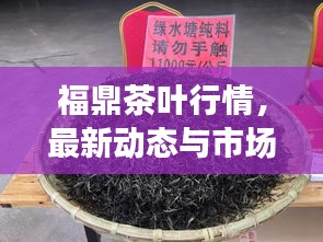 福鼎茶葉行情，最新動(dòng)態(tài)與市場(chǎng)走勢(shì)分析