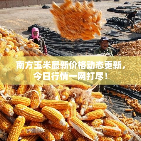 南方玉米最新價(jià)格動(dòng)態(tài)更新，今日行情一網(wǎng)打盡！