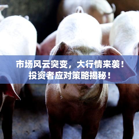 市場風云突變，大行情來襲！投資者應對策略揭秘！
