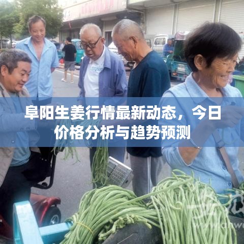 阜陽生姜行情最新動態(tài)，今日價(jià)格分析與趨勢預(yù)測
