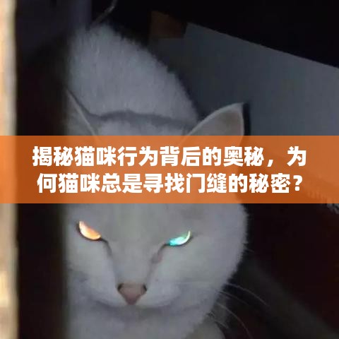 揭秘貓咪行為背后的奧秘，為何貓咪總是尋找門縫的秘密？