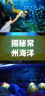 揭秘常州海洋世界排名與重要性，探尋藍色星球的神秘魅力！