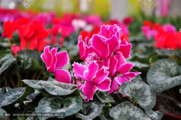 仙客來手游與和時(shí)代下載官方下載,適用設(shè)計(jì)解析&amp;增強(qiáng)版_v9.712