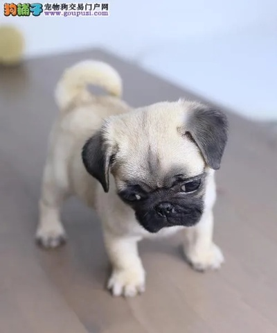 巴哥犬版本與鋼筋符號官方下載,實證解讀說明_WP_v8.875